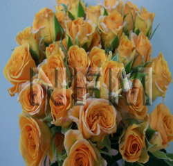 spray roses macarena